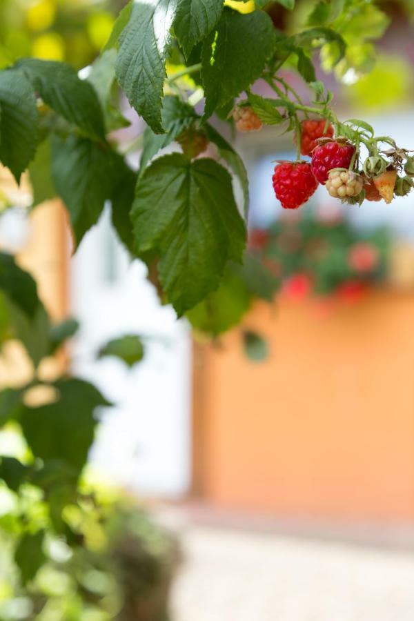 Gites De Charme Chez Christine Ottrott Bagian luar foto